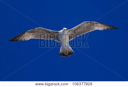 Feeding The Seagulls From The Ferry, Greece