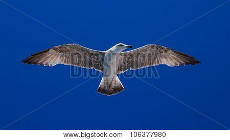 Feeding The Seagulls From The Ferry, Greece