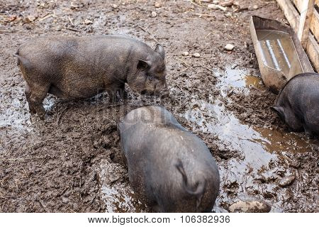 Rural life: pigs in the mud looking for goodies