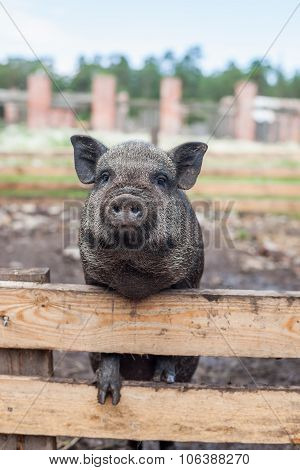 Young pig begging goodies.