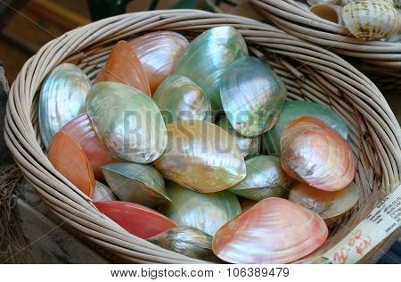 Colorful sea shells in basket