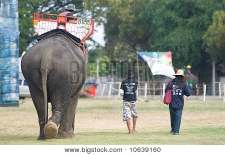 der jährliche Elefant Roundup in Surin, thailand