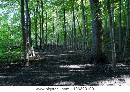 Path Through the Woods