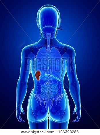 Female Spleen Anatomy
