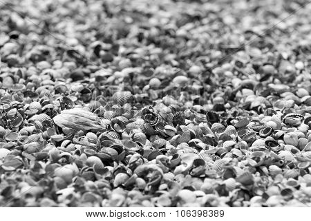 Seashells background, monochrome