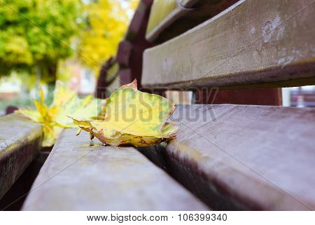 Park bench with maple leaves in autumn, closeup