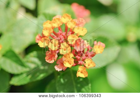 Lantana Camara