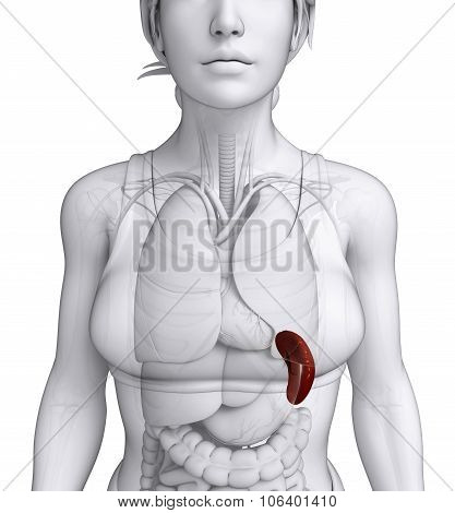 Female Spleen Anatomy
