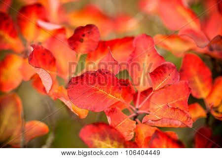 Beautiful Smoke Tree In Autumn