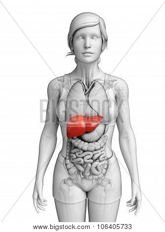 Female Liver Anatomy