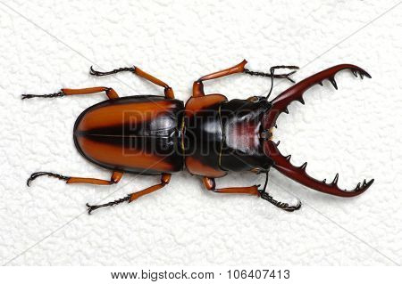 Stag beetle isolated on background