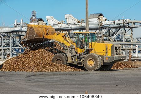 Front-end Loader In Action On The Loading Of Sugar Beet At A Sugar Factory