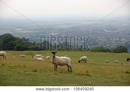 Sheep grazing in field