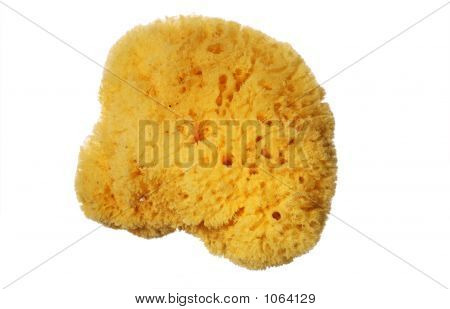 Bath_Sponge_3
