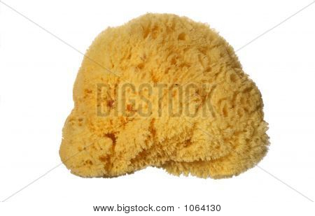 Bath_Sponge