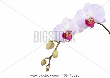 Orchid isolated on white background. Closeup