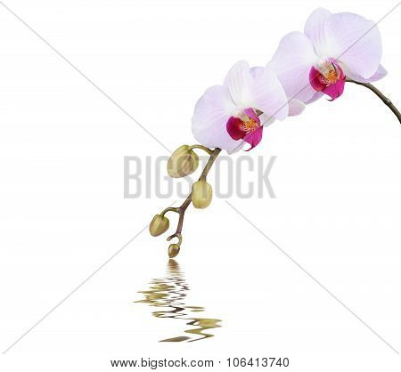 Orchid and reflection on white background
