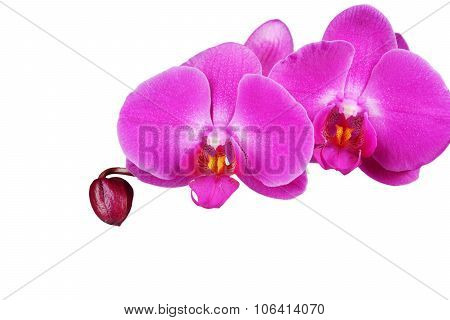 Orchid isolated on white background. Closeup