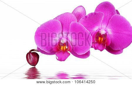 Orchid and reflection on white background