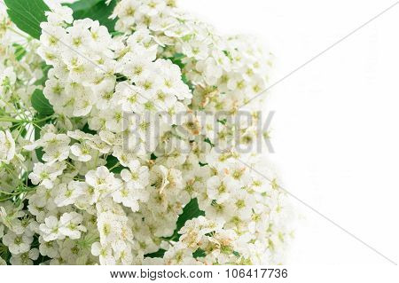 White Flowering Spirea Arguta