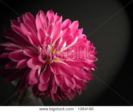 Rosa Chrysanthemum 