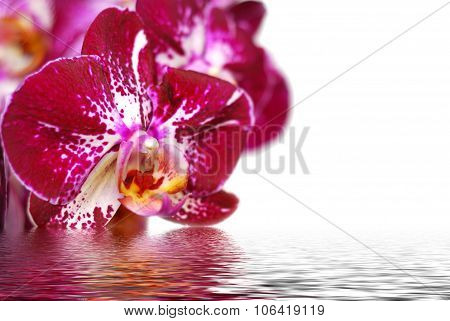 Orchid and reflection on white background