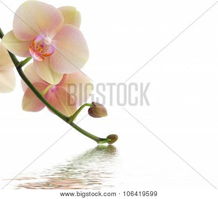Orchid and reflection on white background