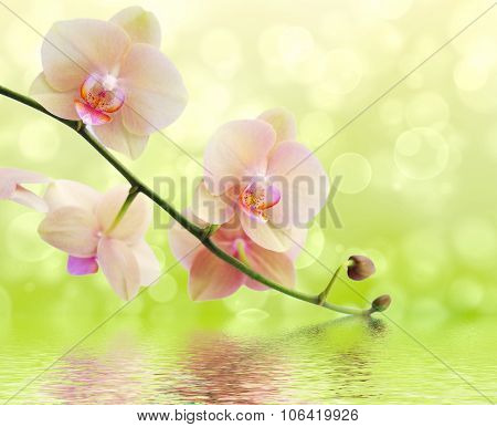 Orchid and reflection on white background