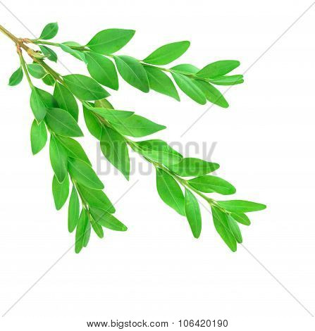 Boxwood Branch