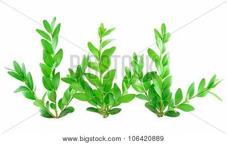 Three Boxwood Branches