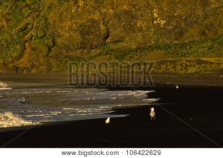 Birds and phtographers at black beach near Vik
