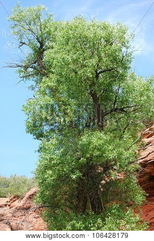 Red rock formation.