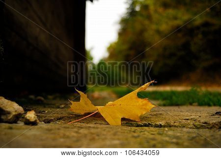 Maple leaves