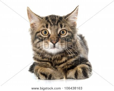 Tabby Kitten
