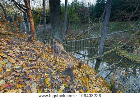 Landscape With Trees Gnawed By Beavers