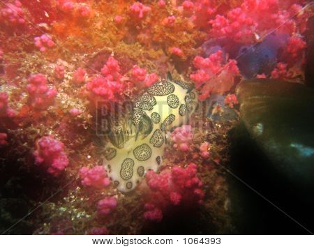Nudibranchi