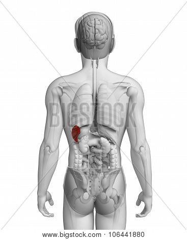 Male Spleen Anatomy