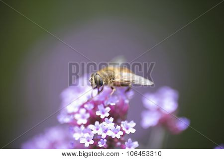 bee