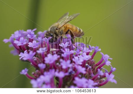 bee