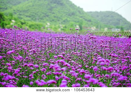 verbena flower