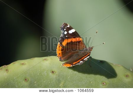  borboleta