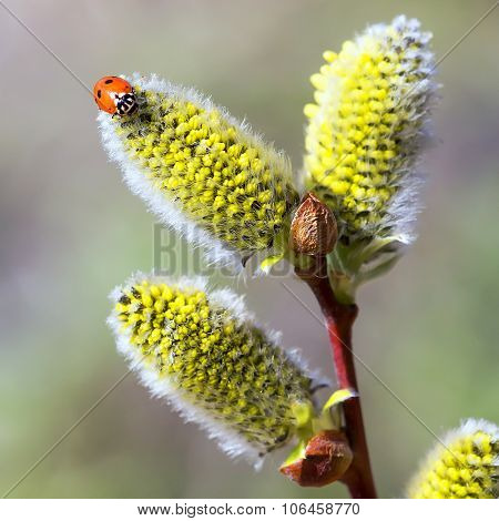 Wild shrub Siberia - goat willow flowering period (Latin Salix caprea L.)