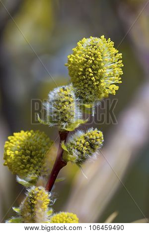Wild shrub Siberia - goat willow flowering period (Latin Salix caprea L.)