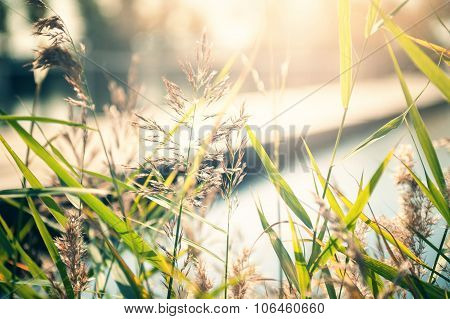 Wild Grass On The Riverbank At Sunset.