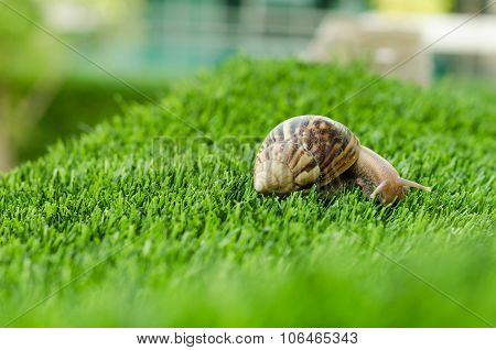 The Journey Of Snail.