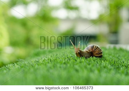 The Journey Of Snail.