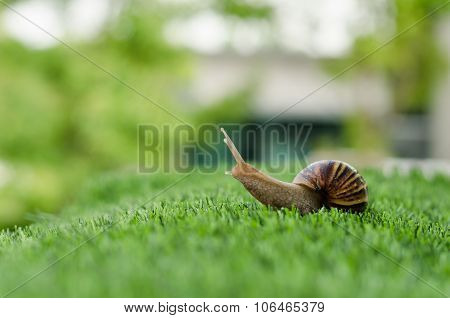 The Journey Of Snail.