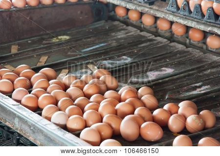 Separate Size Eggs Machines