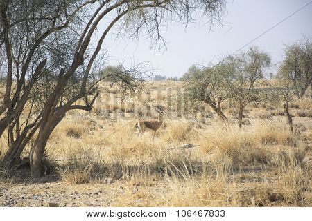 Chinkara, also known as the Indian Gazelle