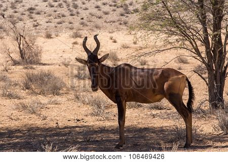 A Common Tsessebe (alcelaphus Buselaphus)the Camera